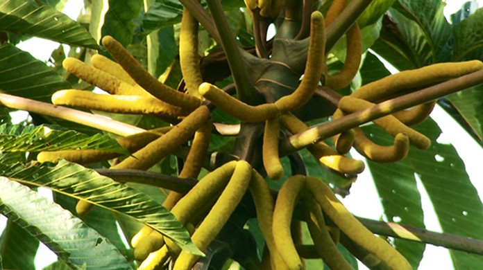 Cuidados Essenciais para Cultivar sua Própria Embaúba - inspiração 1