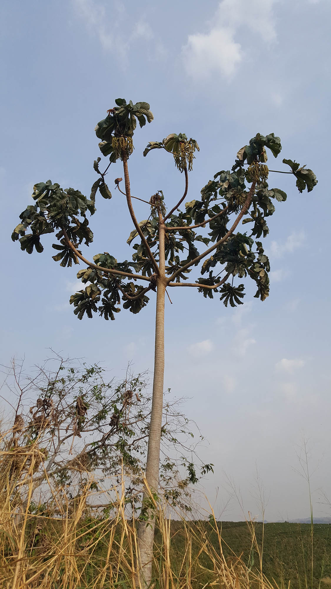 Cuidados Essenciais para Cultivar sua Própria Embaúba - inspiração 2