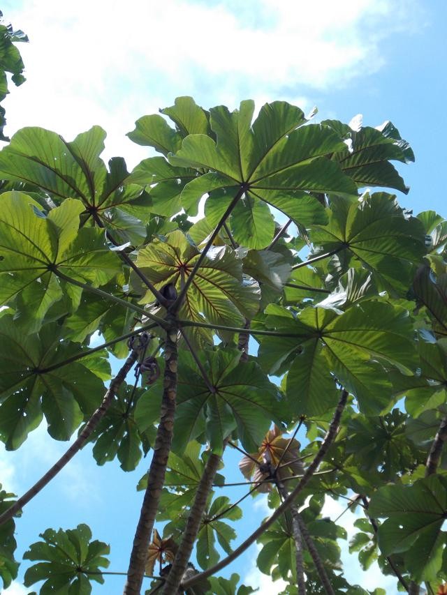 A Embaúba na Preservação Ambiental - inspiração 1