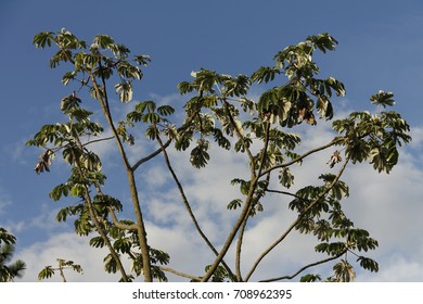 Receitas Deliciosas com Frutos de Embaúba - inspiração 1