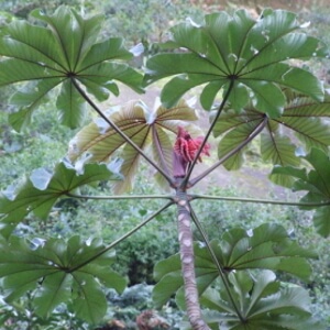 Receitas Deliciosas com Frutos de Embaúba - inspiração 2