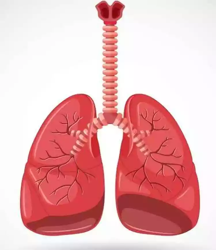 Estratégias para Otimizar a Ingestão Calórica e Proteica Diária - inspiração 2