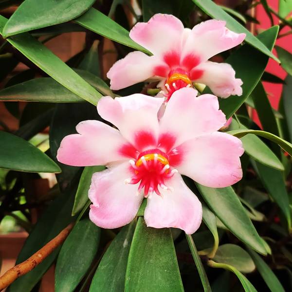 Combinações Que Impressionam: Sugestões de Paisagismo Criativo - inspiração 1