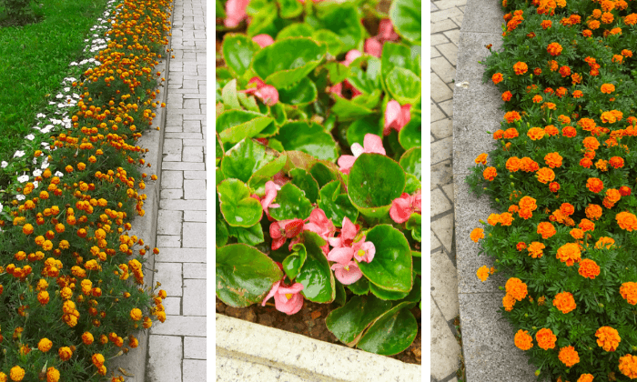 Sombras que Florescem: Beleza que Renasce na Penumbra - inspiração 1