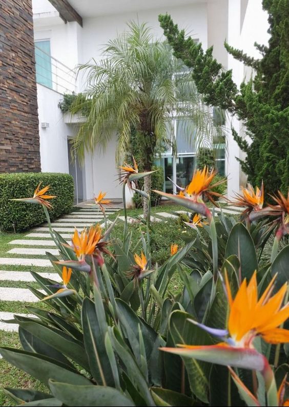 Sombras que Florescem: Beleza que Renasce na Penumbra - inspiração 2