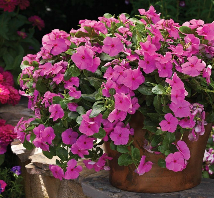 Cores Que Contam Histórias: Harmonizando a Paleta do Seu Jardim - inspiração 2