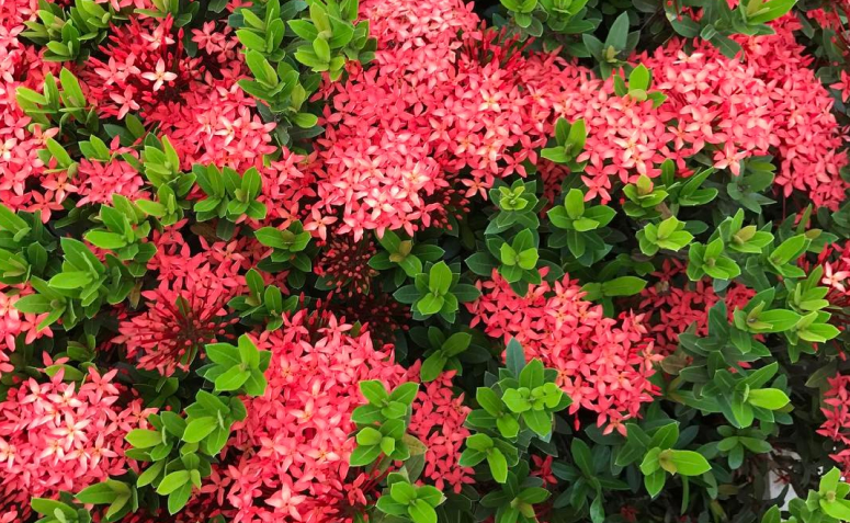 Jardins Pequenos, Grandes Encantos: Dicas Para Espaços Compactos - inspiração 1