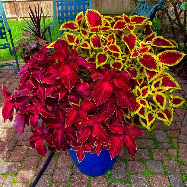 Um Toque de Perfume: Aromaticidade Que Acolhe - inspiração 1