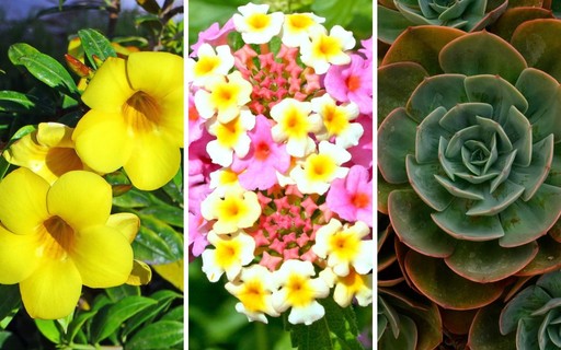 Plantio Estratégico: Garantindo Flores o Ano Inteiro - inspiração 1