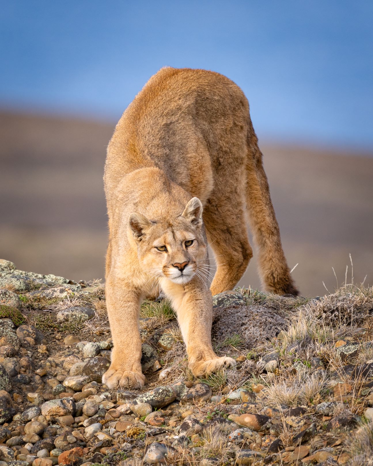 Equipamentos Essenciais para Iniciantes - inspiração 1