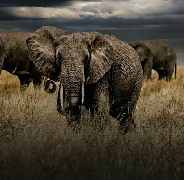 Escolhendo a Câmera Certa: DSLRs e Mirrorless - inspiração 2