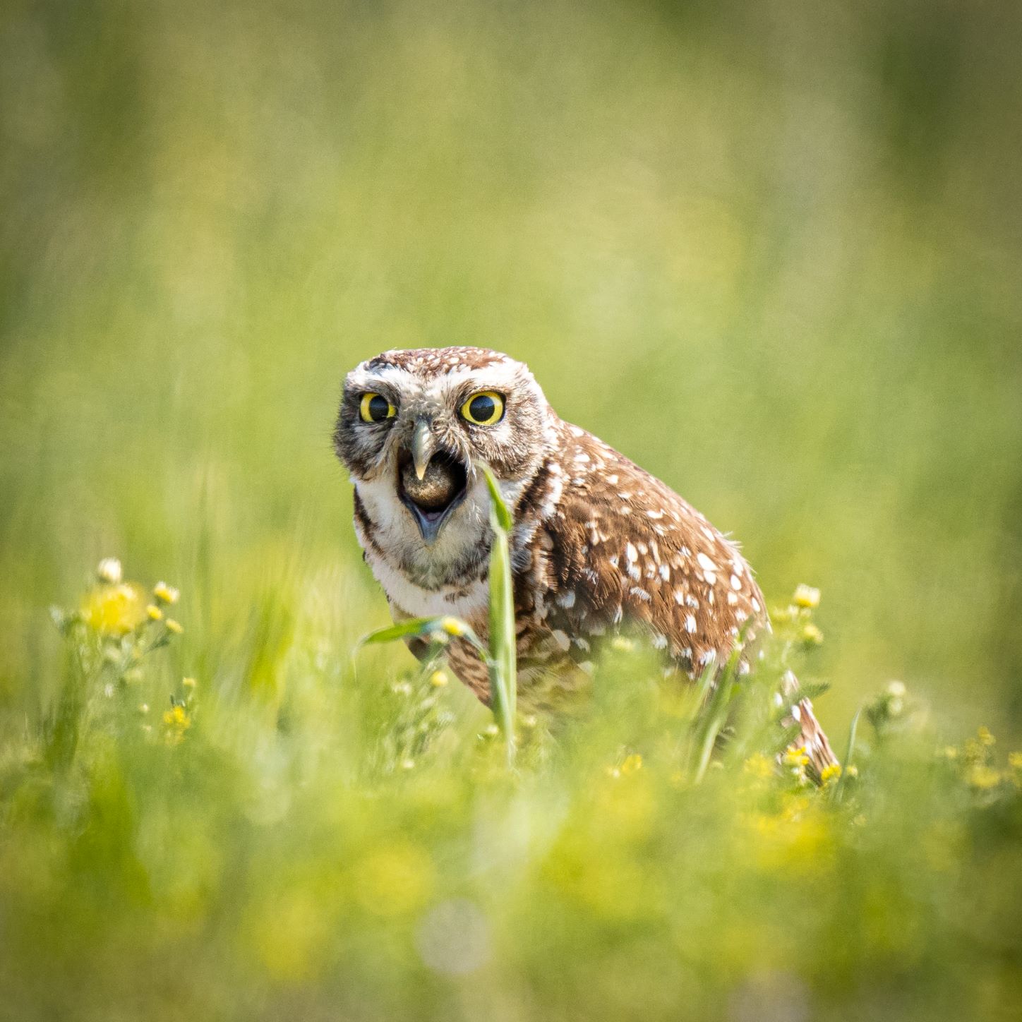 A Importância das Lentes: Teleobjetivas e Versatilidade - inspiração 2