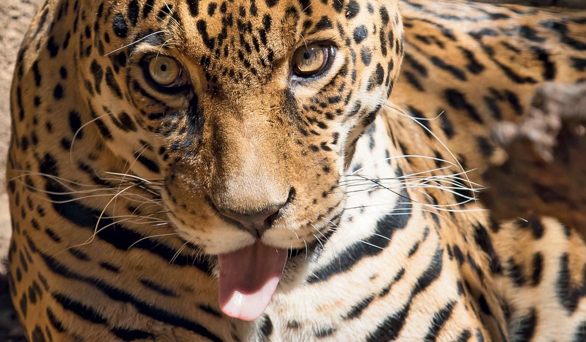 Paciência e Observação: A Alma da Fotografia de Natureza - inspiração 1