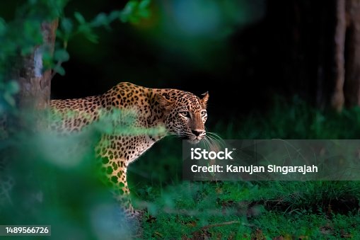 Ética Animal: Respeito Acima de Tudo - inspiração 1