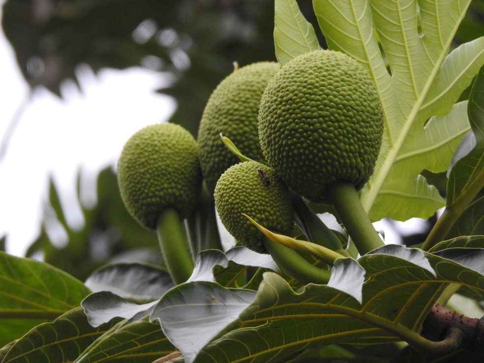 Dicas de Harmonização: Com o Que Combinar a Fruta-Pão? - inspiração 2