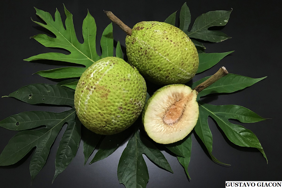 Fruta-Pão Cozida: Uma Opção Leve e Saborosa - inspiração 1