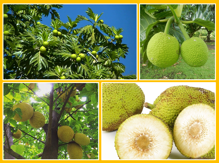 Receitas Doces com Fruta-Pão: Surpreenda Seu Paladar - inspiração 1