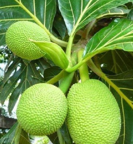 A Fruta-Pão na Dieta: Opções para Vegetarianos e Veganos - inspiração 1