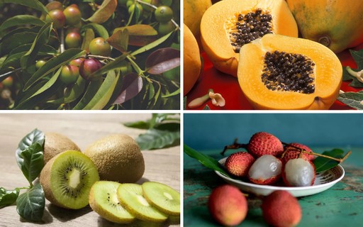 Laranja: A Clássica Refrescante e Imbatível em Vitamina C - inspiração 2