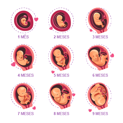 Formação dos Órgãos Essenciais: Um Novo Mundo Começa (Semanas 5-8) - inspiração 2