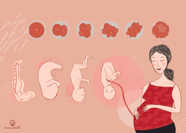 O Pequeno Ser Ganha Forma: Característica Humanas Emergindo (Semanas 9-12) - inspiração 2