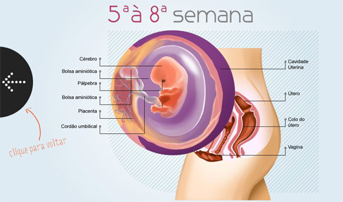 Quase Lá: Aumento de Gordura e Posição para o Nascimento (Semanas 33-36) - inspiração 1