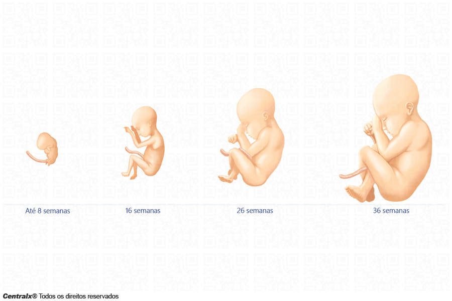 Quase Lá: Aumento de Gordura e Posição para o Nascimento (Semanas 33-36) - inspiração 2