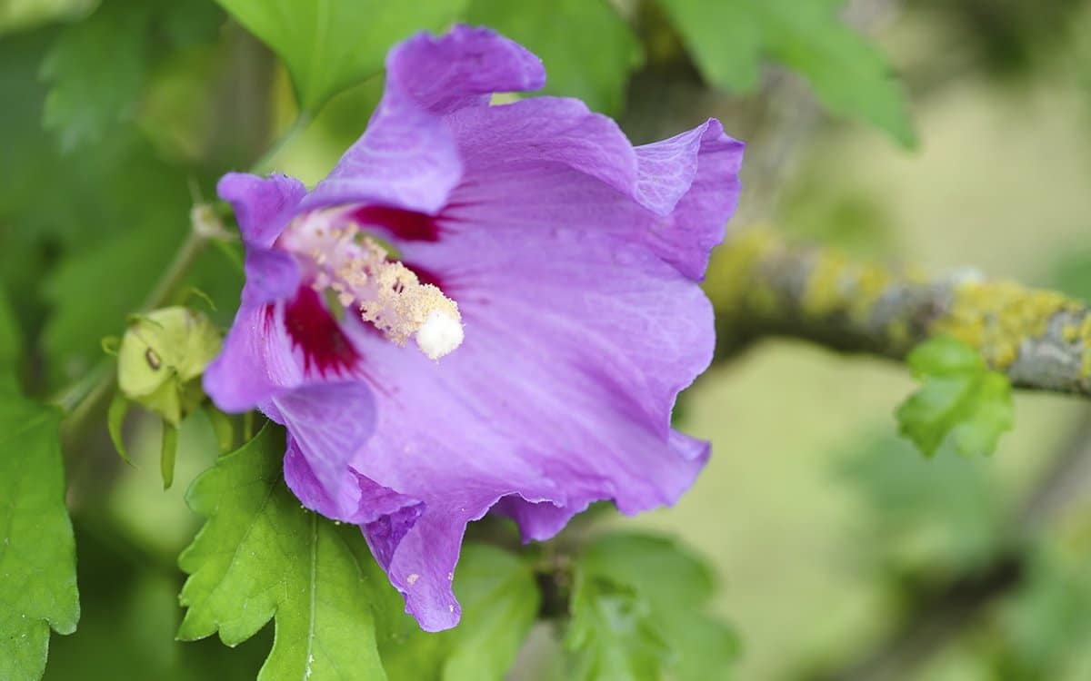 Cuidados de Inverno: Protegendo Seu Hibisco Nas Temperaturas Mais Baixas - inspiração 1