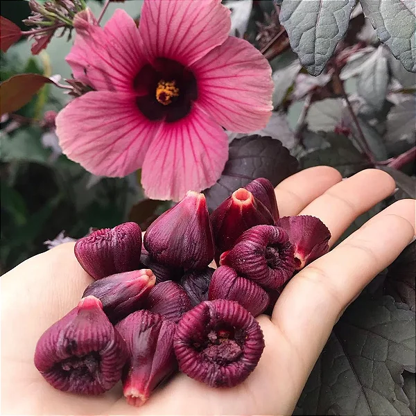 Poda Inteligente: Modelando Para Mais Flores e Boa Circulação de Ar - inspiração 2