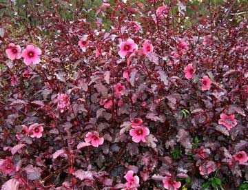 Propagação: Multiplicando a Beleza do Seu Hibisco-Roxo - inspiração 2