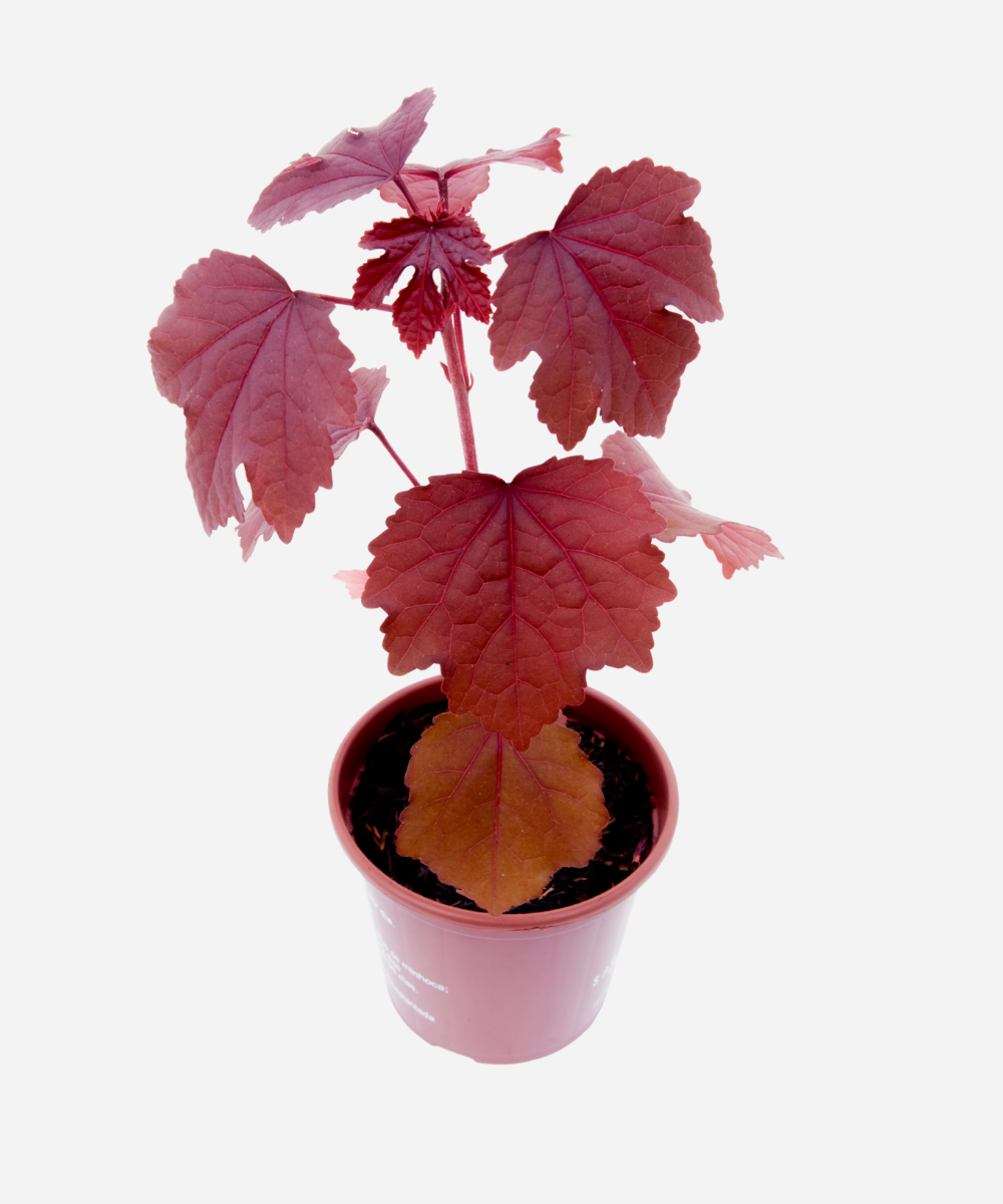 Hibisco-Roxo em Vasos: Elegância Compacta Para Varandas e Pátios - inspiração 1