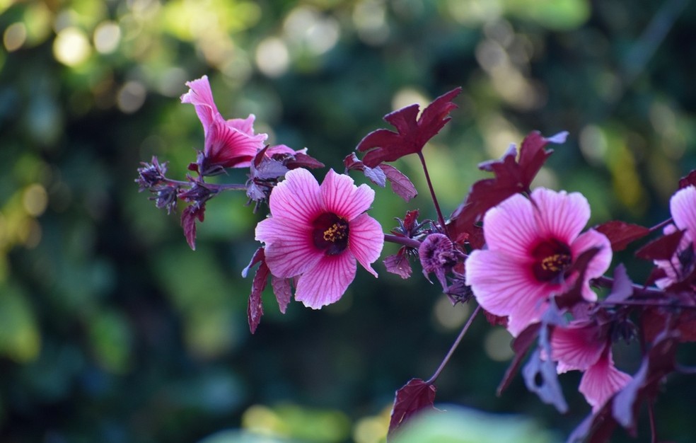 Sincronizando Florações: Planejamento Para Um Espetáculo Contínuo - inspiração 1
