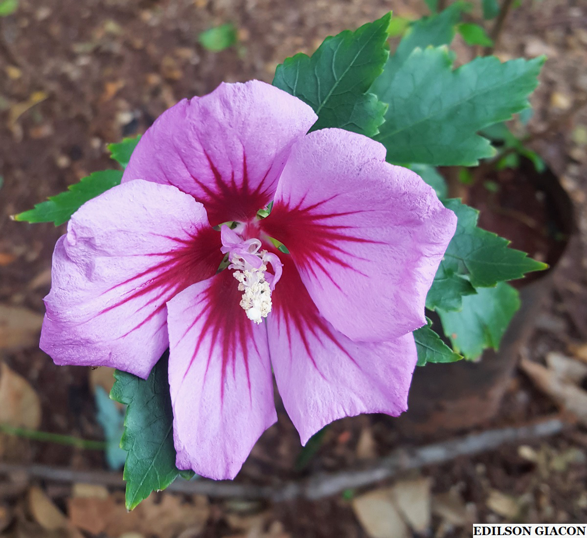 Sincronizando Florações: Planejamento Para Um Espetáculo Contínuo - inspiração 2
