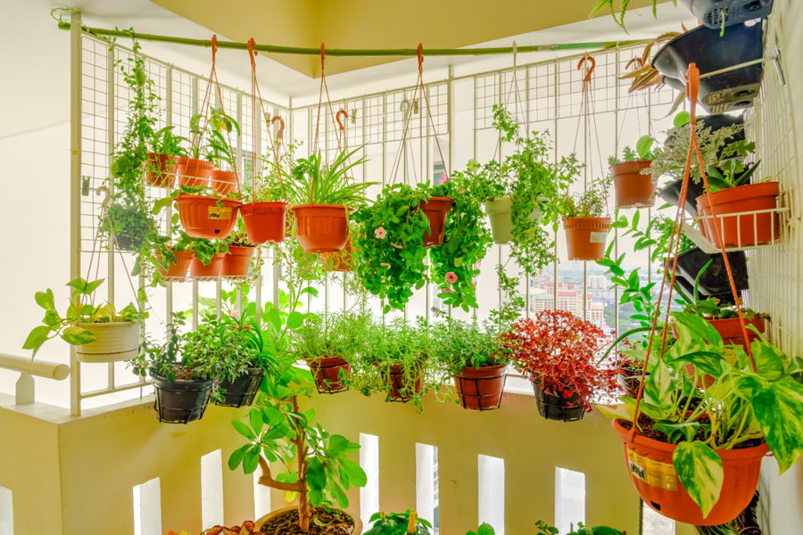 Colheita: O Momento Mais Gostoso do Seu Cultivo - inspiração 2