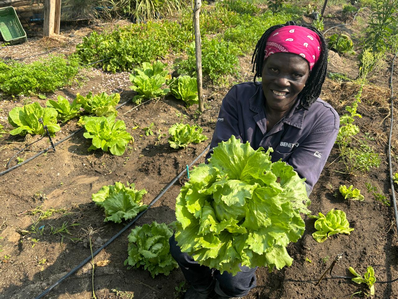 Escolhendo o Local Ideal: Sol é Fundamental! - inspiração 2