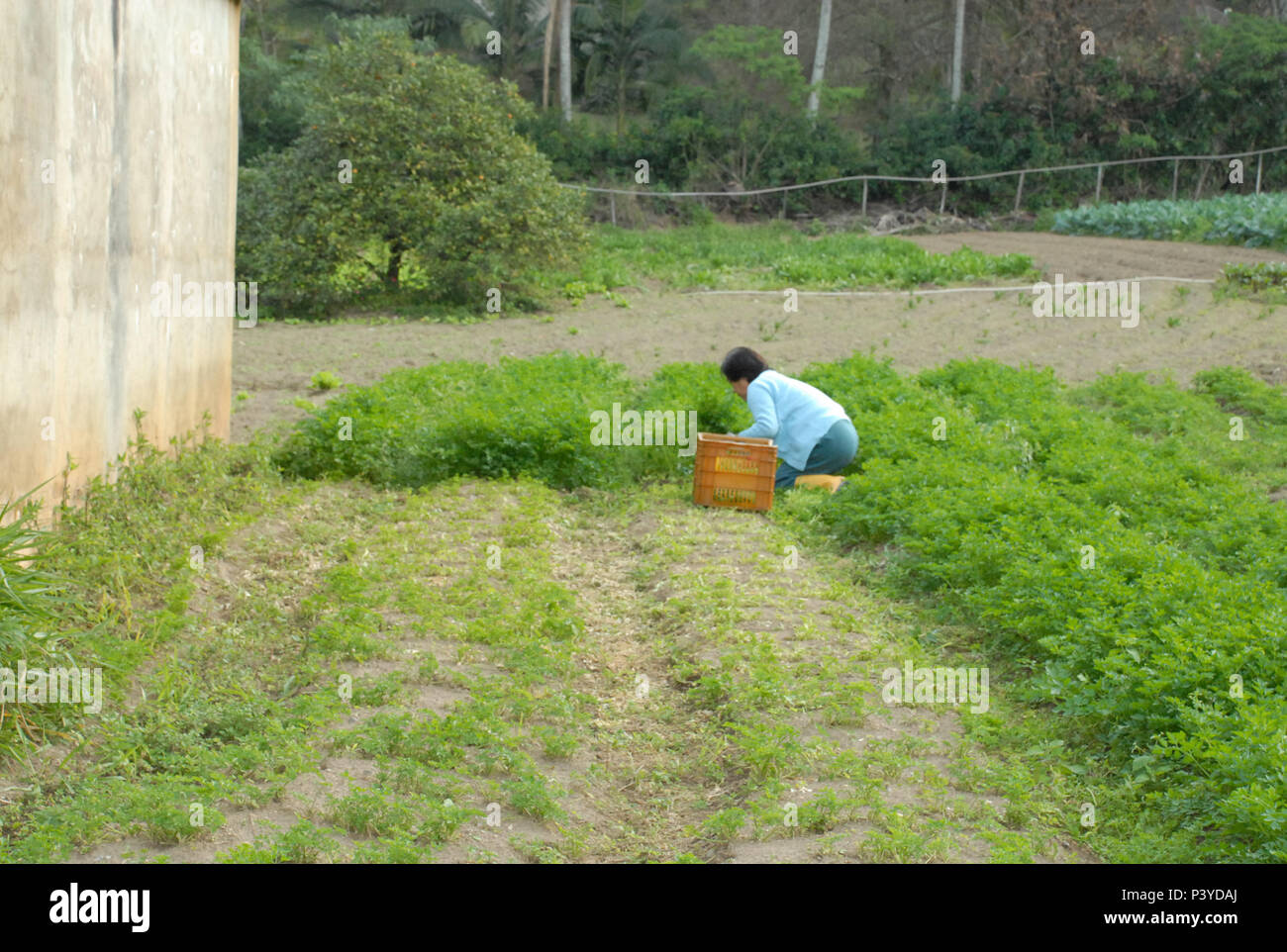 Horta Vertical: Solução Inteligente Para Pouco Espaço - inspiração 1