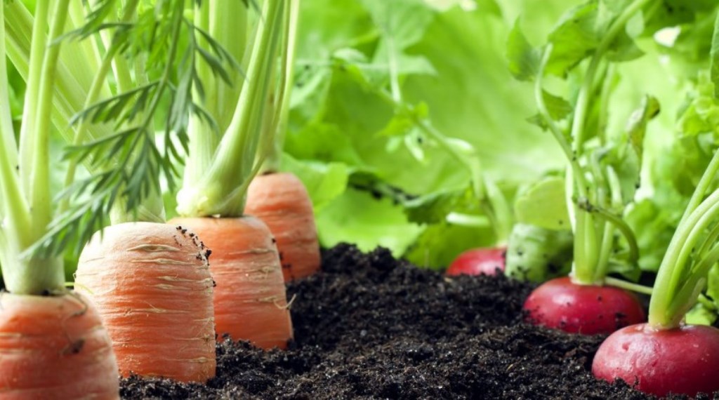 Preparando a Terra: O Segredo da Boa Colheita - inspiração 1