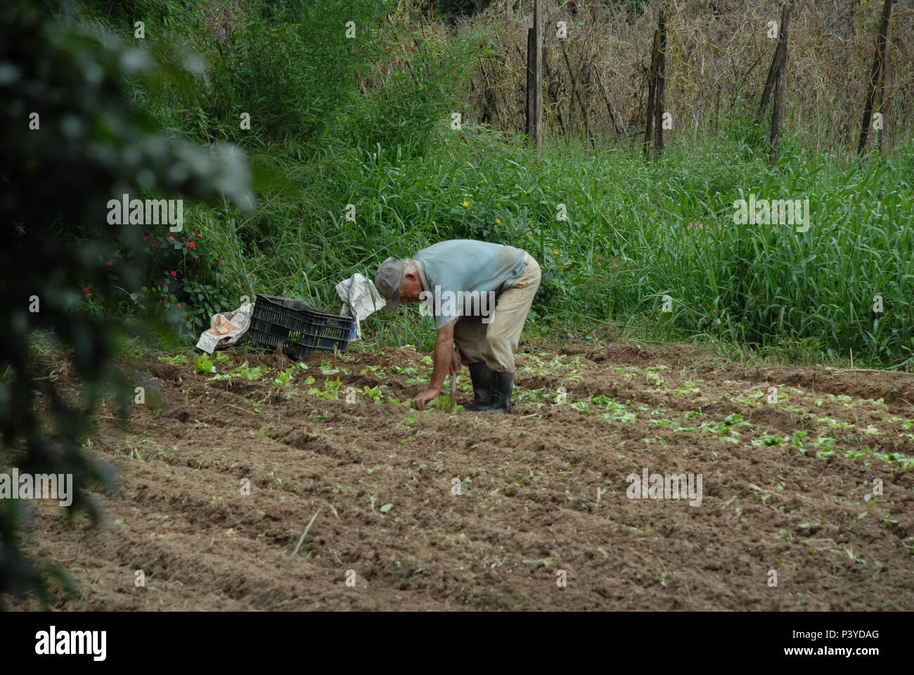 O Que Plantar? Variedades Que Prosperam em Casa - inspiração 2