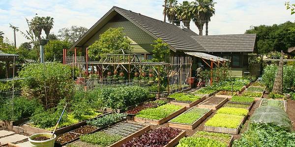 Sementes ou Mudas: Qual a Melhor Opção Para Começar? - inspiração 2