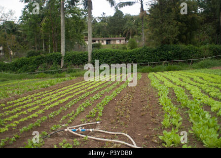 Adubação: Nutrientes Essenciais Para o Crescimento Saudável - inspiração 2