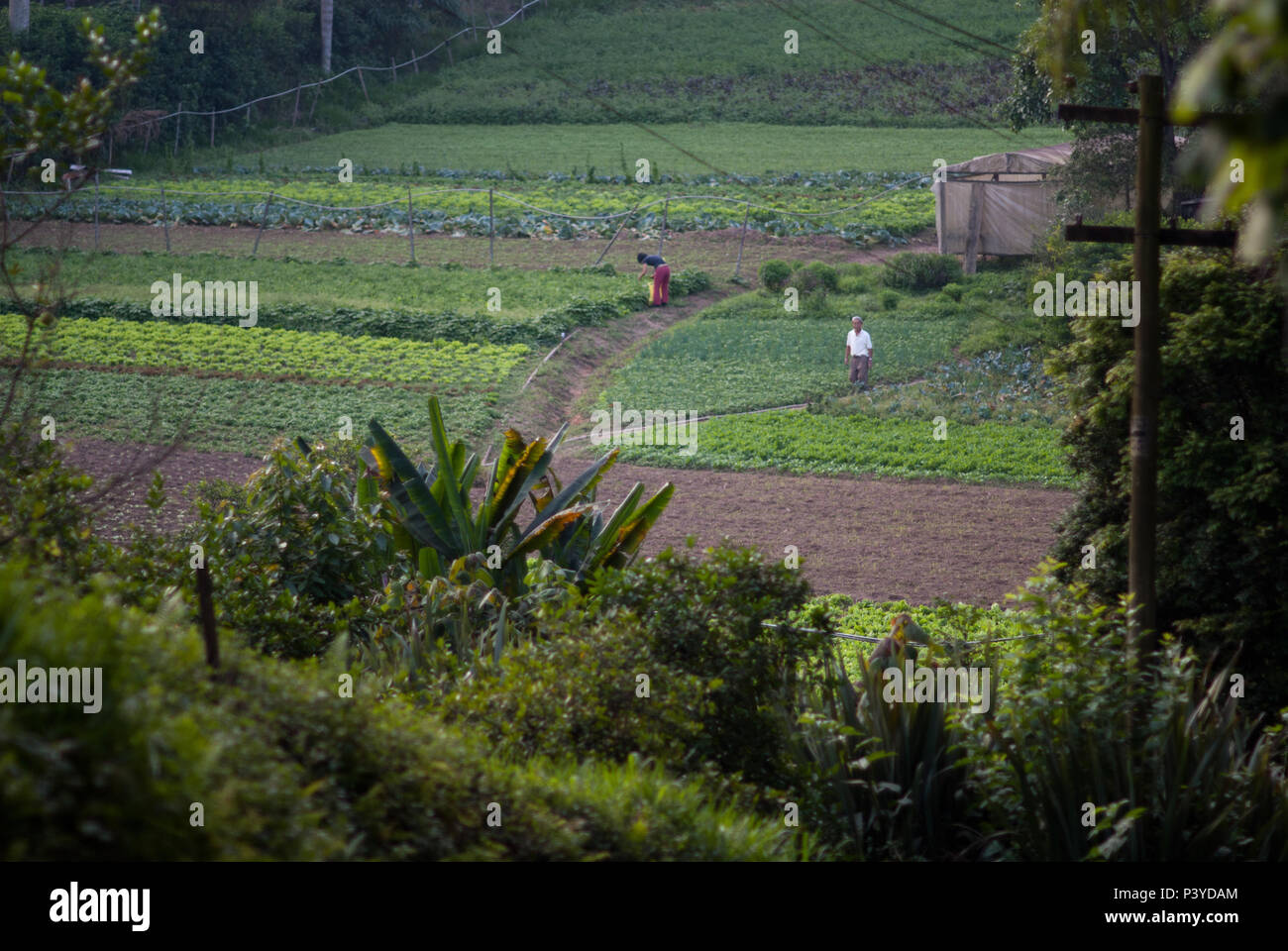 Colheita: A Hora Mais Doce do Seu Trabalho - inspiração 2