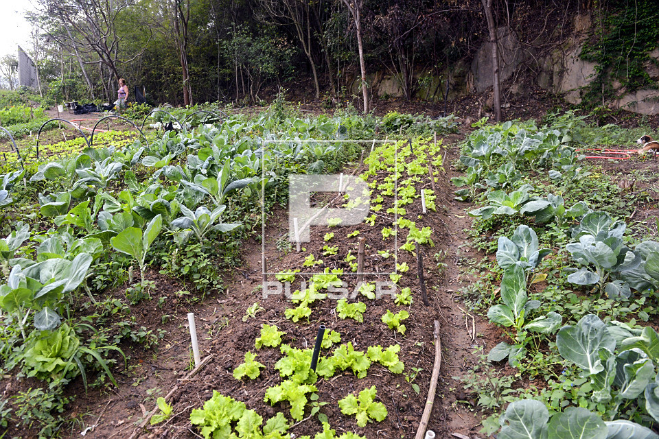 Cuidados Pós-Colheita: Mantenha Sua Horta Produtiva - inspiração 1
