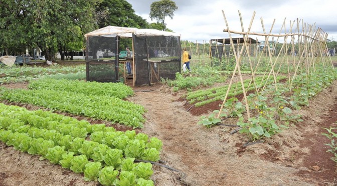 Cuidados Pós-Colheita: Mantenha Sua Horta Produtiva - inspiração 2