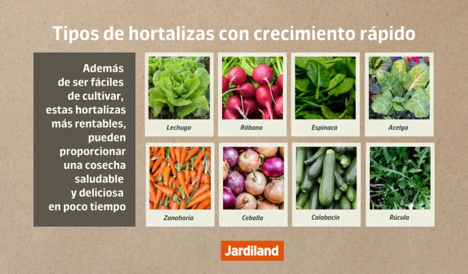 Tomate Cereja: Sol e Sabor em Vasos - inspiração 1