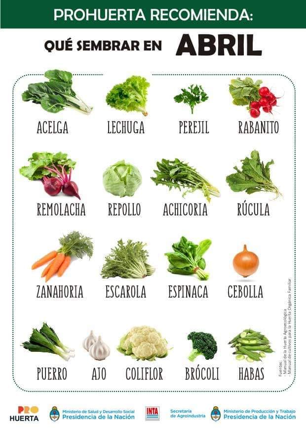 Tomate Cereja: Sol e Sabor em Vasos - inspiração 2