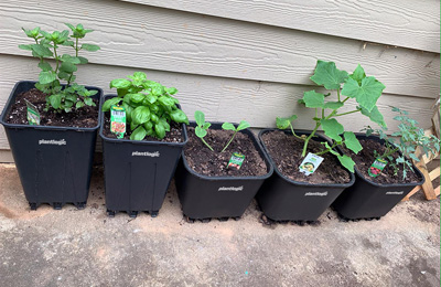 Cenoura Mini: Doce e Perfeita para Iniciantes - inspiração 1