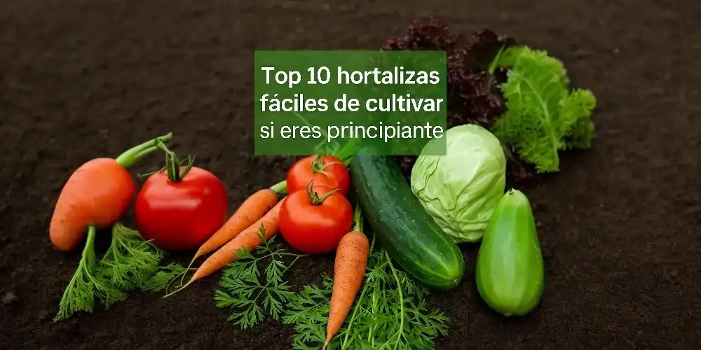 Cenoura Mini: Doce e Perfeita para Iniciantes - inspiração 2