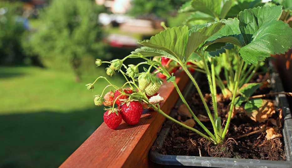 Salsinha e Cebolinha: Temperos Essenciais Sempre à Mão - inspiração 1