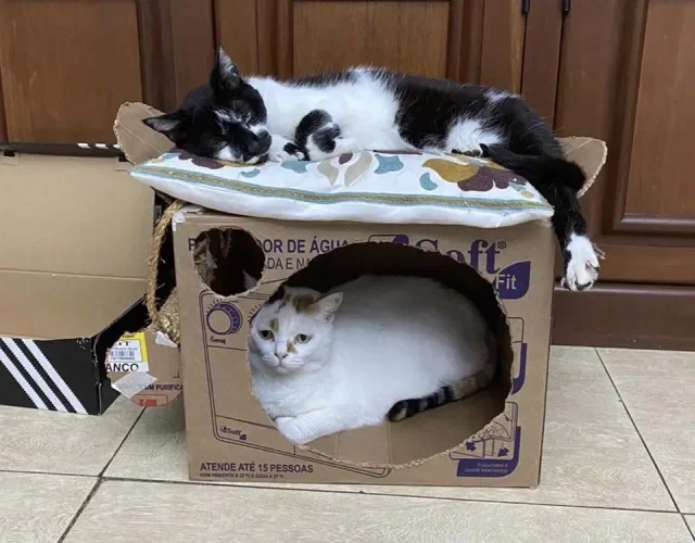 Potes de Plástico Transformados em Camas Seguras - inspiração 1