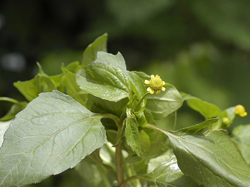 Dicas de Harmonização: Bebidas que Complementam o Jambu - inspiração 2